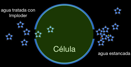 celula